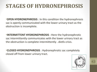 STAGES OF HYDRONEPHROSIS
•OPEN HYDRONEPHROSIS : In this condition the hydronephrosis
sac is openly communicated with the lower urinary tract as the
obstruction is incomplete.
•INTERMITTENT HYDRONEPHROSIS : Here the hydronephrotic
sac intermittently communicates with the lower urinary tract as
the obstruction is complete intermittently . dietls crisis.
•CLOSED HYDRONEPHROSIS : Hydronephrotic sac completely
closed off from lower urinary tract.
43
 