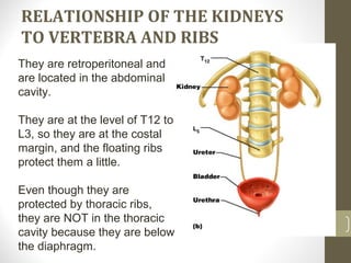 RELATIONSHIP OF THE KIDNEYS
TO VERTEBRA AND RIBS
They are retroperitoneal and
are located in the abdominal
cavity.
They are at the level of T12 to
L3, so they are at the costal
margin, and the floating ribs
protect them a little.
Even though they are
protected by thoracic ribs,
they are NOT in the thoracic
cavity because they are below
the diaphragm.
 