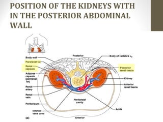 POSITION OF THE KIDNEYS WITH
IN THE POSTERIOR ABDOMINAL
WALL
6
Figure 23.2a
 