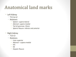 Anatomical land marks
• Left Kidney

• T11 to L2
• Relations
•
•
•
•

Spleen- supero-lateral
Adrenal- supero-medial
Tail of pancreas- Hilum
Splenic flexure- inferior and anterior

• Right kidney
• T12-L3
• Relations
•
•
•
•
•

Liver-superior
Adrenal – supero-medial
IVC
D2
Hepatic flexure

 