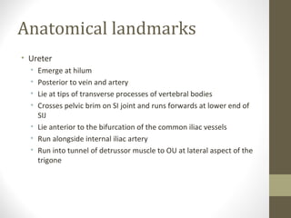 Anatomical landmarks
• Ureter
•
•
•
•

Emerge at hilum
Posterior to vein and artery
Lie at tips of transverse processes of vertebral bodies
Crosses pelvic brim on SI joint and runs forwards at lower end of
SIJ
• Lie anterior to the bifurcation of the common iliac vessels
• Run alongside internal iliac artery
• Run into tunnel of detrussor muscle to OU at lateral aspect of the
trigone

 