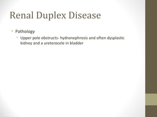Renal Duplex Disease
• Pathology
• Upper pole obstructs- hydronephrosis and often dysplastic
kidney and a ureterocele in bladder

 
