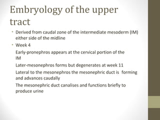 Embryology of the upper
tract
• Derived from caudal zone of the intermediate mesoderm (IM)
either side of the midline
• Week 4
Early-pronephros appears at the cervical portion of the
IM
Later-mesonephros forms but degenerates at week 11
Lateral to the mesonephros the mesonephric duct is forming
and advances caudally
The mesonephric duct canalises and functions briefly to
produce urine

 