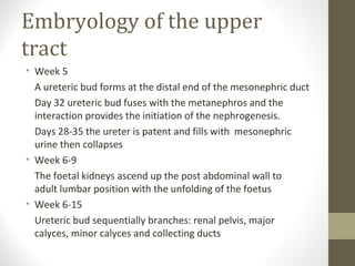 Embryology of the upper
tract
• Week 5
A ureteric bud forms at the distal end of the mesonephric duct
Day 32 ureteric bud fuses with the metanephros and the
interaction provides the initiation of the nephrogenesis.
Days 28-35 the ureter is patent and fills with mesonephric
urine then collapses
• Week 6-9
The foetal kidneys ascend up the post abdominal wall to
adult lumbar position with the unfolding of the foetus
• Week 6-15
Ureteric bud sequentially branches: renal pelvis, major
calyces, minor calyces and collecting ducts

 