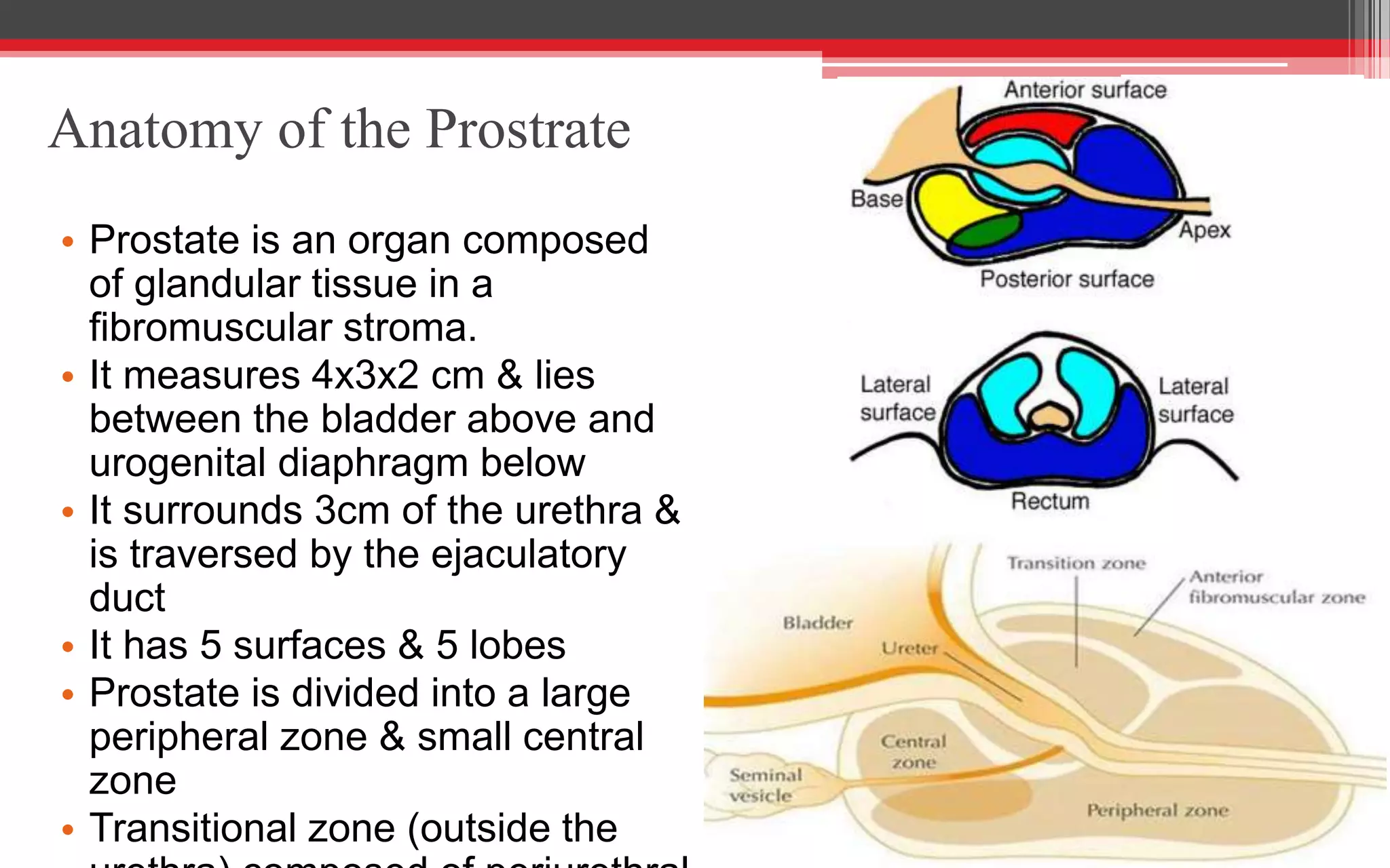 Urology Surgery Bladder Urethra And Prostsate PPTX urology-surgery-bladder-urethra-and-prostsate-pptx