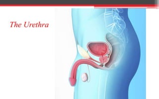 The Urethra
 