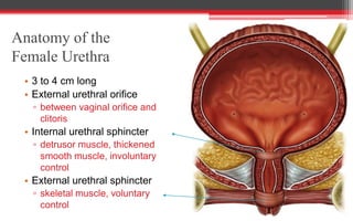 Anatomy of the
Female Urethra
• 3 to 4 cm long
• External urethral orifice
▫ between vaginal orifice and
clitoris
• Internal urethral sphincter
▫ detrusor muscle, thickened
smooth muscle, involuntary
control
• External urethral sphincter
▫ skeletal muscle, voluntary
control
 
