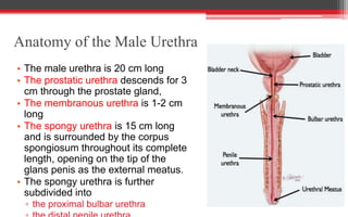 Anatomy of the Male Urethra
• The male urethra is 20 cm long
• The prostatic urethra descends for 3
cm through the prostate gland,
• The membranous urethra is 1-2 cm
long
• The spongy urethra is 15 cm long
and is surrounded by the corpus
spongiosum throughout its complete
length, opening on the tip of the
glans penis as the external meatus.
• The spongy urethra is further
subdivided into
▫ the proximal bulbar urethra
 