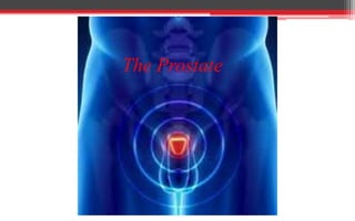 The Prostate
 