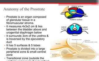 Anatomy of the Prostrate
• Prostate is an organ composed
of glandular tissue in a
fibromuscular stroma.
• It measures 4x3x2 cm & lies
between the bladder above and
urogenital diaphragm below
• It surrounds 3cm of the urethra &
is traversed by the ejaculatory
duct
• It has 5 surfaces & 5 lobes
• Prostate is divided into a large
peripheral zone & small central
zone
• Transitional zone (outside the
 