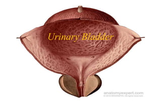 Urinary Bladder
 
