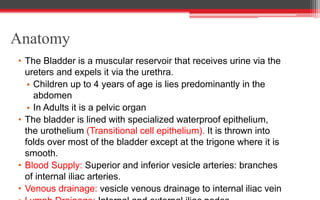 Anatomy
• The Bladder is a muscular reservoir that receives urine via the
ureters and expels it via the urethra.
• Children up to 4 years of age is lies predominantly in the
abdomen
• In Adults it is a pelvic organ
• The bladder is lined with specialized waterproof epithelium,
the urothelium (Transitional cell epithelium). It is thrown into
folds over most of the bladder except at the trigone where it is
smooth.
• Blood Supply: Superior and inferior vesicle arteries: branches
of internal iliac arteries.
• Venous drainage: vesicle venous drainage to internal iliac vein
 