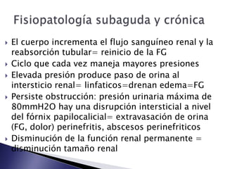  El cuerpo incrementa el flujo sanguíneo renal y la
reabsorción tubular= reinicio de la FG
 Ciclo que cada vez maneja mayores presiones
 Elevada presión produce paso de orina al
intersticio renal= linfaticos=drenan edema=FG
 Persiste obstrucción: presión urinaria máxima de
80mmH2O hay una disrupción intersticial a nivel
del fórnix papilocalicial= extravasación de orina
(FG, dolor) perinefritis, abscesos perinefriticos
 Disminución de la función renal permanente =
disminución tamaño renal
 