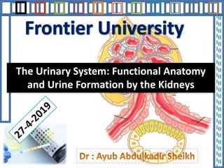 The Urinary System: Functional Anatomy
and Urine Formation by the Kidneys
 