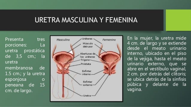 Sistema Urogenital humano
