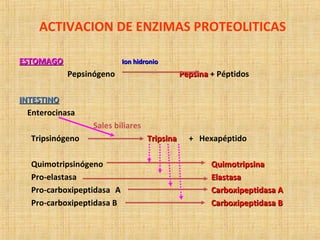 ACTIVACION DE ENZIMAS PROTEOLITICAS
ESTOMAGOESTOMAGO Ion hidronioIon hidronio
Pepsinógeno PepsinaPepsina + Péptidos
INTEST...