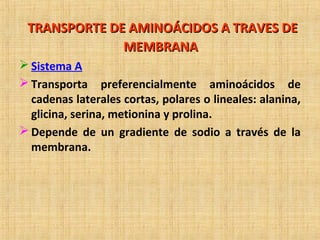 TRANSPORTE DE AMINOÁCIDOS A TRAVES DETRANSPORTE DE AMINOÁCIDOS A TRAVES DE
MEMBRANAMEMBRANA
 Sistema A
 Transporta prefe...