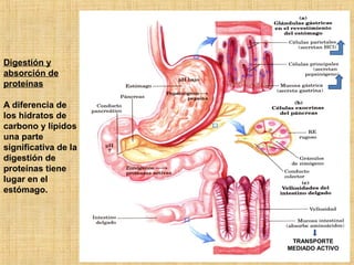 Digestión y
absorción de
proteínas
A diferencia de
los hidratos de
carbono y lípidos
una parte
significativa de la
digesti...