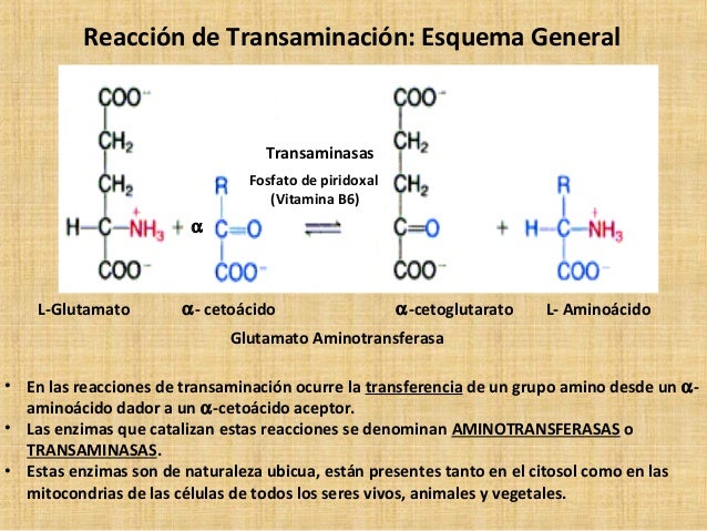 Similar a metabolismo catabolico