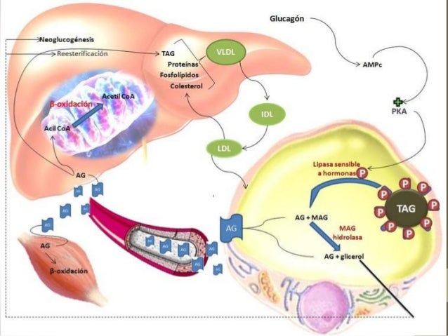 La mayor parte de la población con metabolismo glucogeno