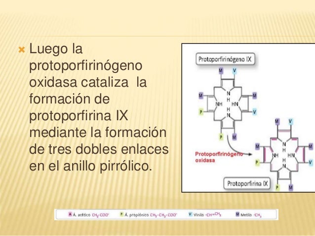 lecciones importantes sobre metabolismo cuerpos cetonicos