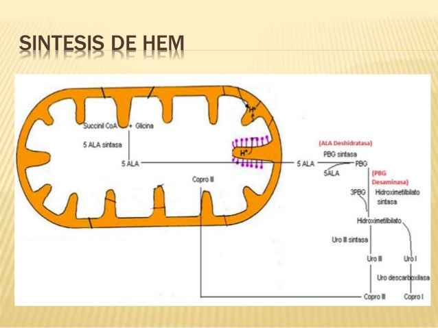 Entre grasa proteína hueso y músculo y actuar como un cuarto de los niños.