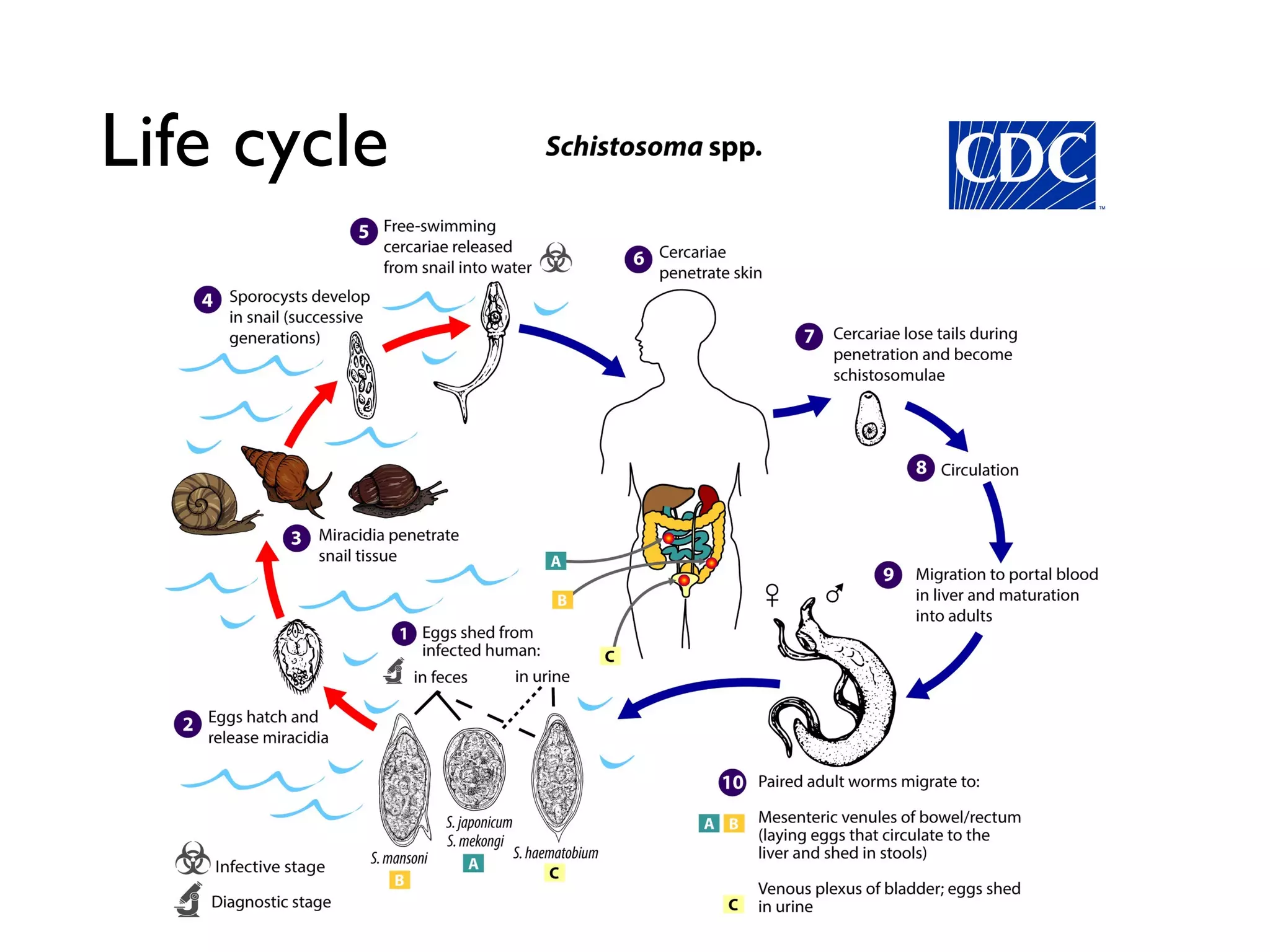 Insect Bladder Urinary Schistosomiasis | PDF