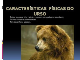 Todos os ursos têm feições comuns, com pelagem abundante,
focinho e orelhas arredondadas.
Tem calcanhar e 5 dedos.
 
