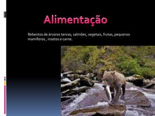 Rebentos de árvores tenras, salmões, vegetais, frutas, pequenos
mamíferos , insetos e carne.
 