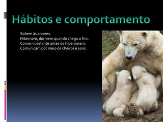 Sobem às arvores.
Hibernam, dormem quando chega o frio.
Comem bastante antes de hibernarem.
Comunicam por meio de cheiros e sons.
 