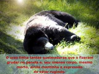 O urso tinha tantas queimaduras que o fizeram grudar na panela e, seu imenso corpo, mesmo morto, ainda mantinha a expressão de estar rugindo. 
