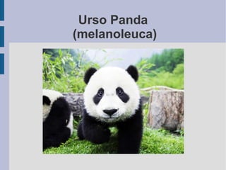 Urso Panda 
(melanoleuca) 
 