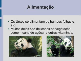 Alimentação 
● Os Ursos se alimentam de bambus folhas e 
etc 
● Muitos deles são delicados na vegetação 
comem cana de açúcar e outras vitaminas. 
 
