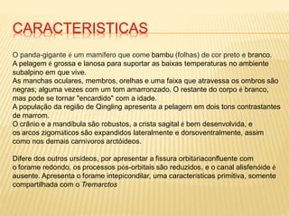 CARACTERISTICAS
O panda-gigante é um mamífero que come bambu (folhas) de cor preto e branco.
A pelagem é grossa e lanosa para suportar as baixas temperaturas no ambiente
subalpino em que vive.
As manchas oculares, membros, orelhas e uma faixa que atravessa os ombros são
negras; alguma vezes com um tom amarronzado. O restante do corpo é branco,
mas pode se tornar "encardido" com a idade.
A população da região de Qingling apresenta a pelagem em dois tons contrastantes
de marrom.
O crânio e a mandíbula são robustos, a crista sagital é bem desenvolvida, e
os arcos zigomáticos são expandidos lateralmente e dorsoventralmente, assim
como nos demais carnívoros arctóideos.
Difere dos outros ursídeos, por apresentar a fissura orbitáriaconfluente com
o forame redondo, os processos pós-orbitais são reduzidos, e o canal alisfenóide é
ausente. Apresenta o forame intepicondilar, uma características primitiva, somente
compartilhada com o Tremarctos
 