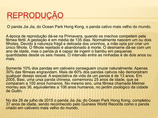 REPRODUÇÃO
O panda Jia Jia, do Ocean Park Hong Kong, o panda cativo mais velho do mundo.
A época de reprodução dá-se na Primavera, quando os machos competem pela
fêmea fértil. A gestação é em média de 135 dias. Normalmente nascem um ou dois
filhotes. Devido à natureza frágil e delicada dos ursinhos, a mãe opta por criar um
único filhote. O filhote rejeitado é abandonado à morte. O desmame dá-se com um
ano de idade, mas o panda já é capaz de ingerir o bambu em pequenas
quantidades desde os seis meses. O intervalo entre as ninhadas é de dois anos ou
mais.
Somente 10% dos pandas em cativeiro conseguem cruzar naturalmente. Apenas
30% das fêmeas engravidam. Mais de 60% dos pandas cativos não demonstram
qualquer desejo sexual. A expectativa de vida de um panda é de 13 anos. Em
2005, Basi, uma ursa panda chinesa, comemorou 25 anos de idade, que se
comparam a 100 anos humanos. No mesmo ano, uma fêmea chamada Meimei
morreu aos 36, equivalentes a 108 anos humanos, no jardim zoológico da cidade
de Guilin.
No dia 28 de julho de 2015 o panda Jia Jia, do Ocean Park Hong Kong, completou
37 anos de idade, sendo reconhecido pelo Guiness World Records como o panda
criado em cativeiro mais velho do mundo.
 