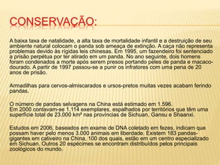 CONSERVAÇÃO:
A baixa taxa de natalidade, a alta taxa de mortalidade infantil e a destruição de seu
ambiente natural colocam o panda sob ameaça de extinção. A caça não representa
problemas devido às rígidas leis chinesas. Em 1995, um fazendeiro foi sentenciado
a prisão perpétua por ter atirado em um panda. No ano seguinte, dois homens
foram condenados a morte após serem presos portando peles de panda e macaco-
dourado. A partir de 1997 passou-se a punir os infratores com uma pena de 20
anos de prisão.
Armadilhas para cervos-almiscarados e ursos-pretos muitas vezes acabam ferindo
pandas.
O número de pandas selvagens na China está estimado em 1.596.
Em 2000 contavam-se 1.114 exemplares, espalhados por territórios que têm uma
superfície total de 23.000 km² nas províncias de Sichuan, Gansu e Shaanxi.
Estudos em 2006, baseados em exame de DNA coletado em fezes, indicam que
possam haver pelo menos 3.000 animais em liberdade. Existem 183 pandas-
gigantes em cativeiro na China, 100 dos quais, estão em um centro especializado
em Sichuan. Outros 20 espécimes se encontram distribuídos pelos principais
zoológicos do mundo.
 