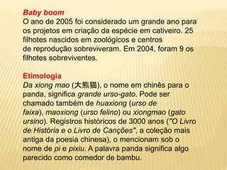 Baby boom
O ano de 2005 foi considerado um grande ano para
os projetos em criação da espécie em cativeiro. 25
filhotes nascidos em zoológicos e centros
de reprodução sobreviveram. Em 2004, foram 9 os
filhotes sobreviventes.
Etimologia
Da xiong mao (大熊猫), o nome em chinês para o
panda, significa grande urso-gato. Pode ser
chamado também de huaxiong (urso de
faixa), maoxiong (urso felino) ou xiongmao (gato
ursino). Registros históricos de 3000 anos ("O Livro
de História e o Livro de Canções", a coleção mais
antiga da poesia chinesa), o mencionam sob o
nome de pi e pixiu. A palavra panda significa algo
parecido como comedor de bambu.
 