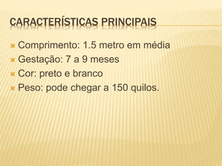 CARACTERÍSTICAS PRINCIPAIS
 Comprimento: 1.5 metro em média
 Gestação: 7 a 9 meses
 Cor: preto e branco
 Peso: pode chegar a 150 quilos.
 