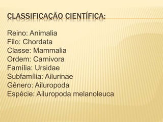 CLASSIFICAÇÃO CIENTÍFICA:
Reino: Animalia
Filo: Chordata
Classe: Mammalia
Ordem: Carnivora
Família: Ursidae
Subfamília: Ailurinae
Gênero: Ailuropoda
Espécie: Ailuropoda melanoleuca
 