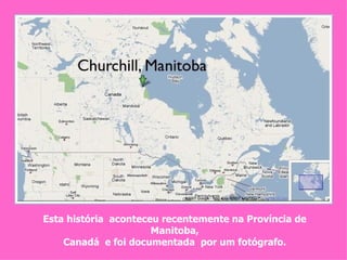 Esta história  aconteceu recentemente na Província de Manitoba, Canadá  e foi documentada  por um fotógrafo. 