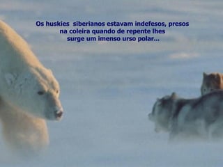 Os huskies  siberianos estavam indefesos, presos  na coleira quando de repente lhes surge um imenso urso polar... 