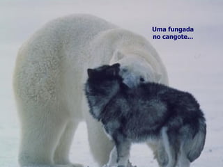 Uma fungada no cangote... 