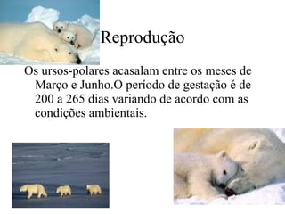 Reprodução Os ursos-polares acasalam entre os meses de Março e Junho.O período de gestação é de 200 a 265 dias variando de acordo com as condições ambientais.   