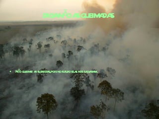 DIGA NÃO AS QUEIMADAS   Não queime as florestas,pois no futuro elas nos salvaram. 
