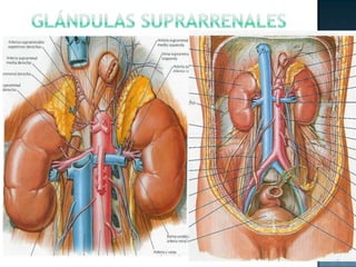 Glándulas Suprarrenales