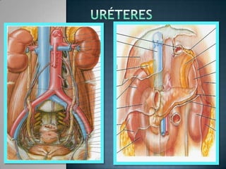 uréteres 