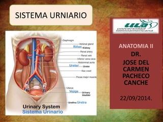 ANATOMIA II 
DR. 
JOSE DEL 
CARMEN 
PACHECO 
CANCHE 
22/09/2014. 
SISTEMA URNIARIO 
 