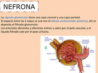 NEFRONA 
La cápsula glomerular tiene una capa visceral y una capa parietal. 
El espacio entre las 2 capas se une con el túbulo contorneado proximal, ahí se 
deposita el filtrado glomerular. 
Las arteriolas aferentes y eferentes entran y salen por el polo vascular, y el 
líquido filtrado sale por el polo urinario. 
 