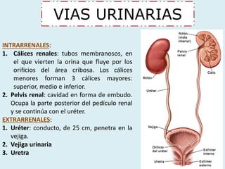 VIAS URINARIAS 
INTRARRENALES: 
1. Cálices renales: tubos membranosos, en 
el que vierten la orina que fluye por los 
orificios del área cribosa. Los cálices 
menores forman 3 cálices mayores: 
superior, medio e inferior. 
2. Pelvis renal: cavidad en forma de embudo. 
Ocupa la parte posterior del pedículo renal 
y se continúa con el uréter. 
EXTRARRENALES: 
1. Uréter: conducto, de 25 cm, penetra en la 
vejiga. 
2. Vejiga urinaria 
3. Uretra 
 