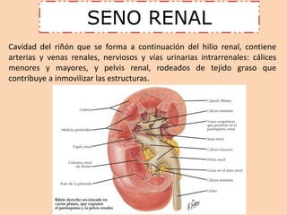 SENO RENAL 
Cavidad del riñón que se forma a continuación del hilio renal, contiene 
arterias y venas renales, nerviosos y vías urinarias intrarrenales: cálices 
menores y mayores, y pelvis renal, rodeados de tejido graso que 
contribuye a inmovilizar las estructuras. 
 
